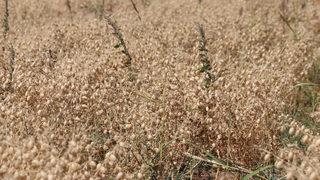 Nükleer tekniklerle geliştirildi! Yeni nohut türünde ilk hasat yapıldı