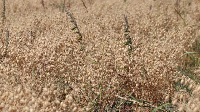 Nükleer tekniklerle geliştirildi! Yeni nohut türünde ilk hasat yapıldı