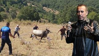 Yeni Ferdinand vakası! 25 gün boyunca kaçan boğa yakalandı! Sahibi Keseceğim dedi, Haluk Levent harekete geçti