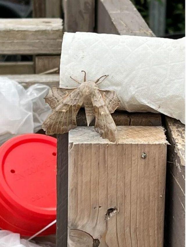 2_Monster-moths-spotted-in-UK-as-people-ask-are-we-in-Australia