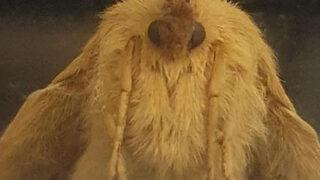 Devasa boyuttaki güveler şehri kuşattı: Gördüğünüz yerde ışıkları kapatın ve saklanın