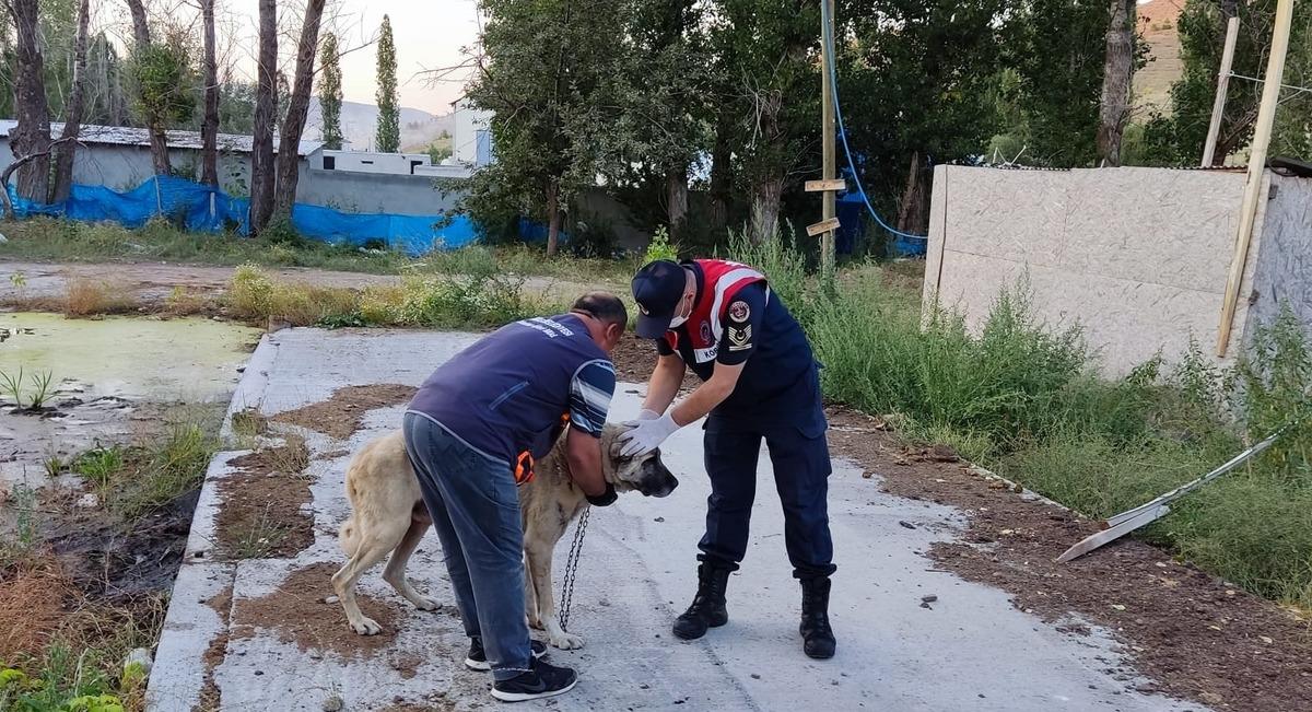 Sivas'ta k&ouml;peklerini a&ccedil; ve susuz bırakan kişiye idari para cezası uygulandı
