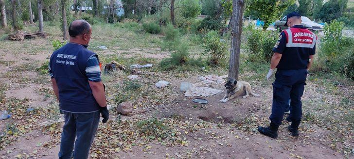 Sivas'ta köpeklerini aç ve susuz bırakan kişiye idari para cezası uygulandı G3