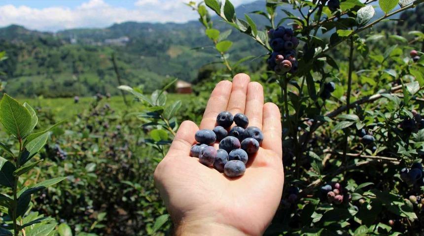 Çay yerine mavi yemiş dikti! Yılda 300 bin lira kazanıyor