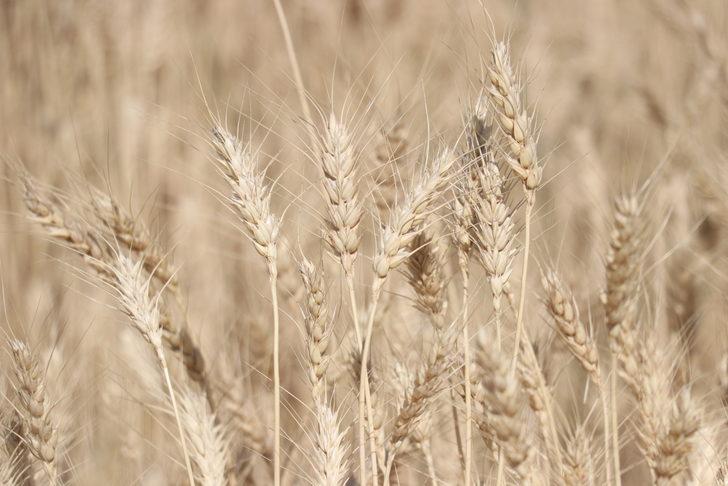 Kayseri'de atıl arazilere ekilen yazlık buğday hasat edildi G2