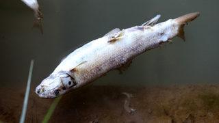 Sivas'ta Kızılırmak'taki balık ölümlerinin nedeni araştırılıyor