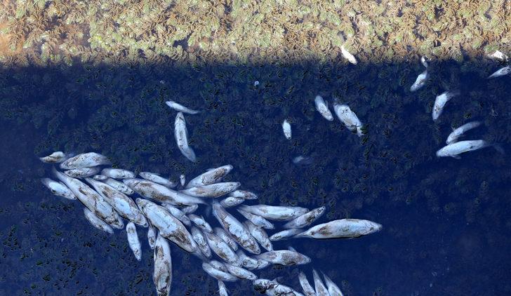 Sivas'ta Kızılırmak'taki balık ölümlerinin nedeni araştırılıyor G2