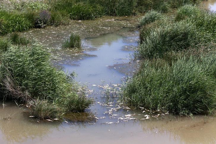 Sivas'ta Kızılırmak'taki balık ölümlerinin nedeni araştırılıyor G4