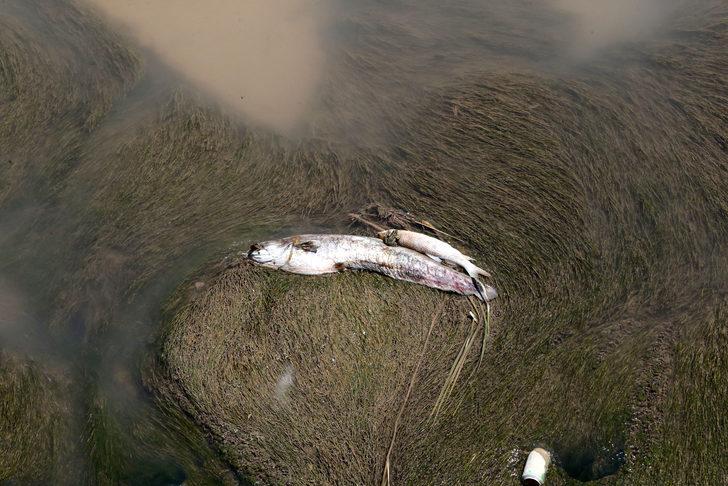 Sivas'ta Kızılırmak'taki balık ölümlerinin nedeni araştırılıyor G5