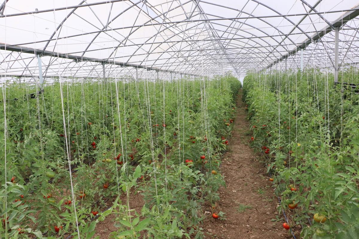 Cezaevi i&ccedil;inde kurulan seranın a&ccedil;ılışı yapıldı