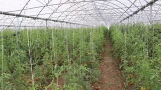 Cezaevi içinde kurulan seranın açılışı yapıldı