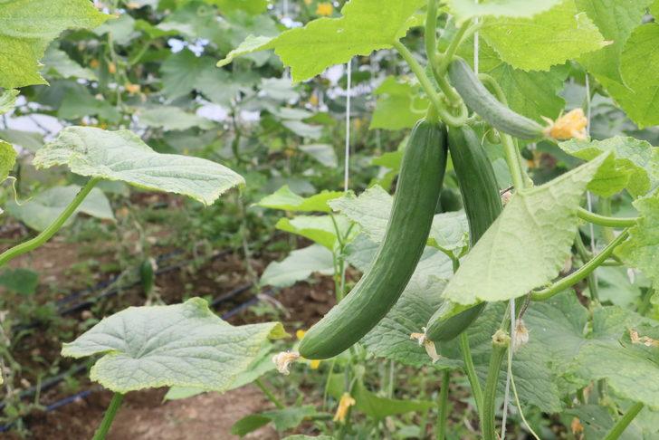 Cezaevi içinde kurulan seranın açılışı yapıldı G2