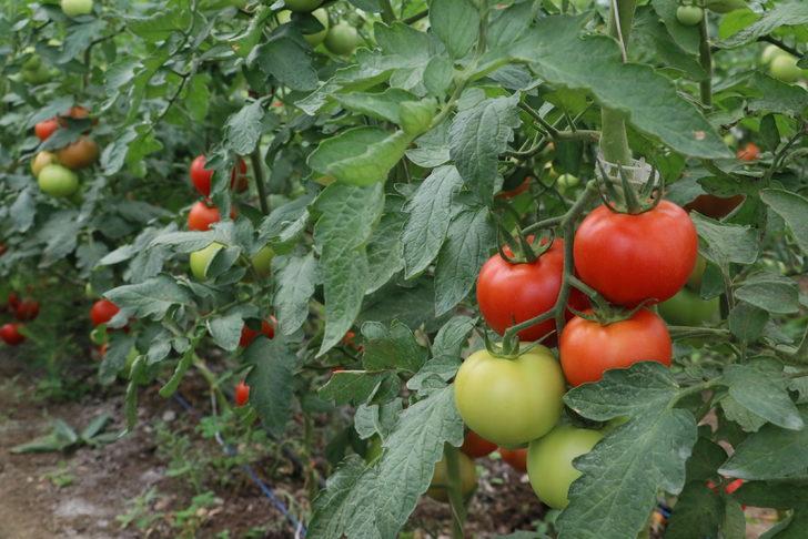 Cezaevi içinde kurulan seranın açılışı yapıldı G3