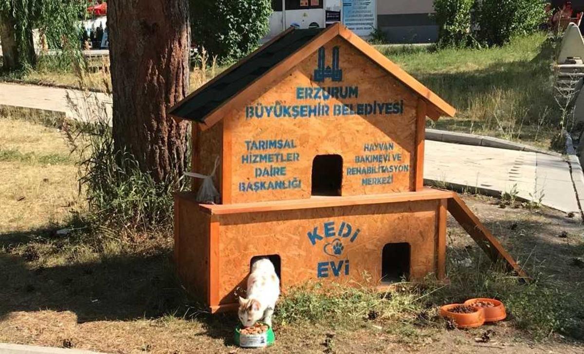Erzurum belediyesince sokakta yaşayan kediler i&ccedil;in 68 ev kuruldu