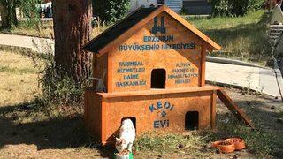 Erzurum belediyesince sokakta yaşayan kediler için 68 ev kuruldu