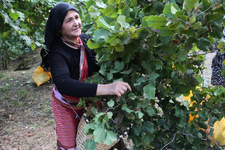 Giresun'da "Fındık Hasat Şenliği" yapıldı G4
