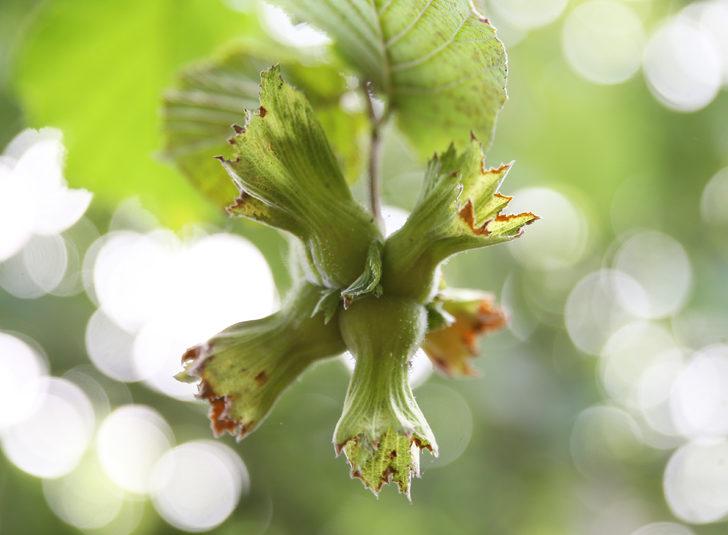 Giresun'da "Fındık Hasat Şenliği" yapıldı G5