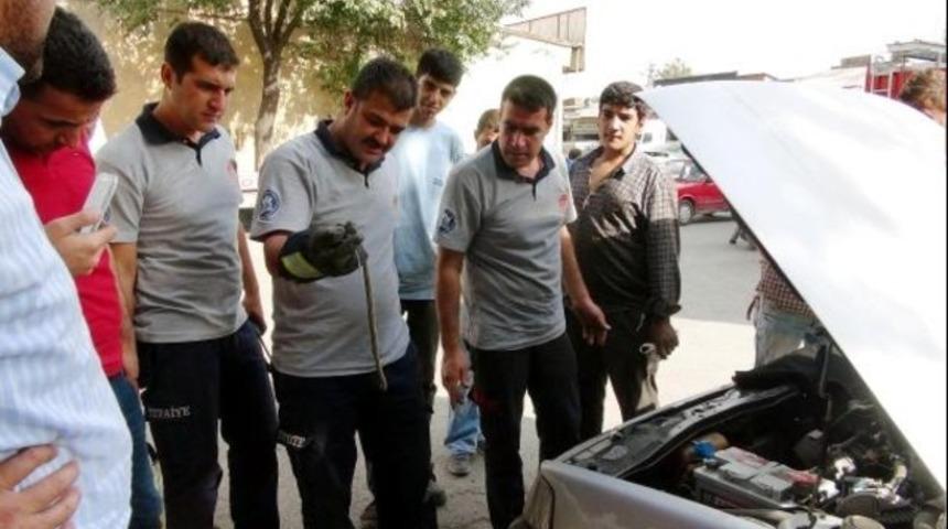 Otomobile giren yılanı itfaiyeciler öldürdü