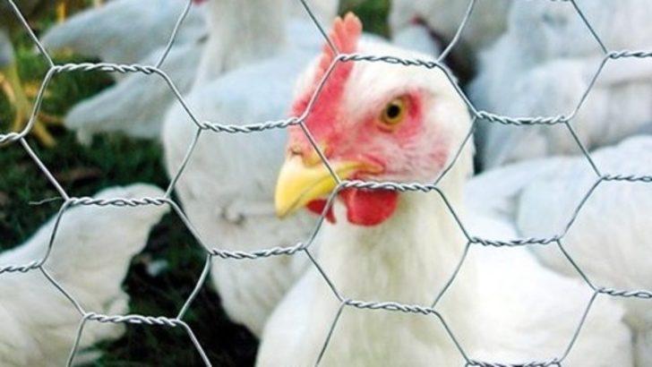 Erdek’te 161 bin tavuk itlaf edildi