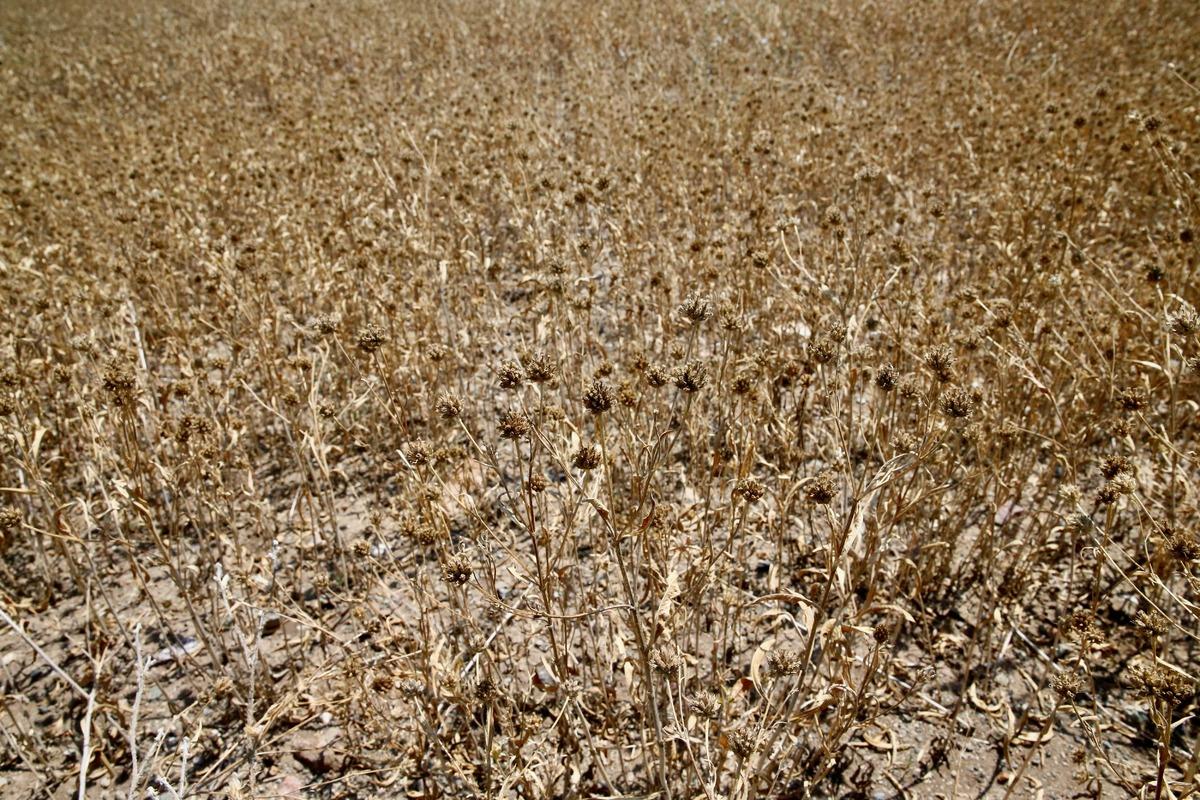 Eskişehir'de yağlı tohum bitkisi pelemir hasadı yapıldı