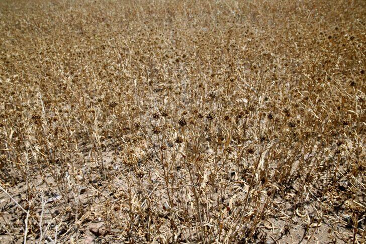 Eskişehir'de yağlı tohum bitkisi pelemir hasadı yapıldı G1