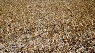 Eskişehir'de yağlı tohum bitkisi pelemir hasadı yapıldı