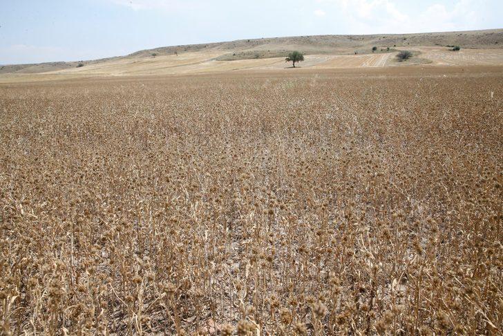 Eskişehir'de yağlı tohum bitkisi pelemir hasadı yapıldı G2