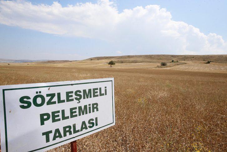 Eskişehir'de yağlı tohum bitkisi pelemir hasadı yapıldı G3