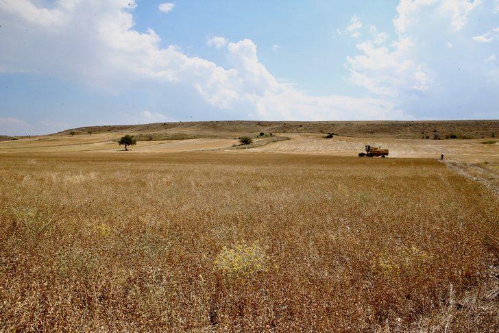 Eskişehir'de yağlı tohum bitkisi pelemir hasadı yapıldı G5