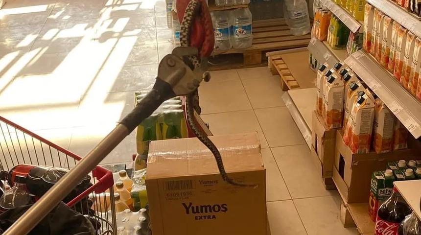 Yalova'da market rafında bulunan yılan doğaya bırakıldı