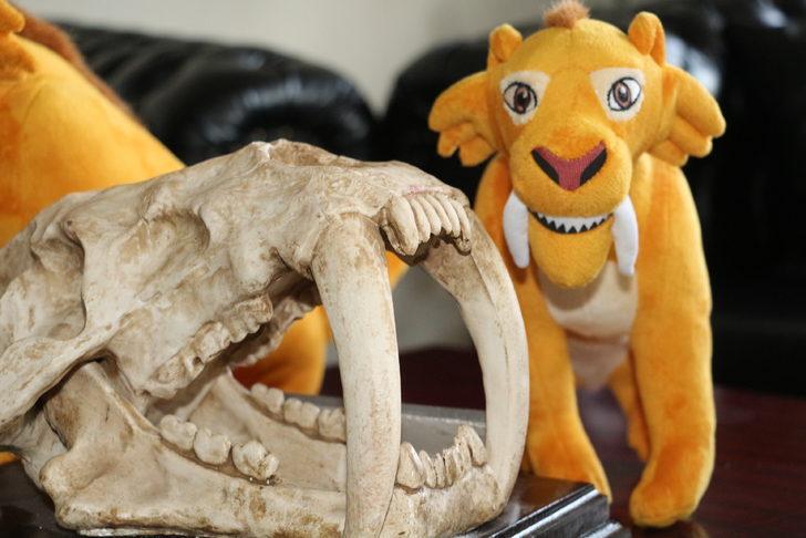 Kılıç dişli kaplan fosili tuz festivalinin maskotu oldu G3