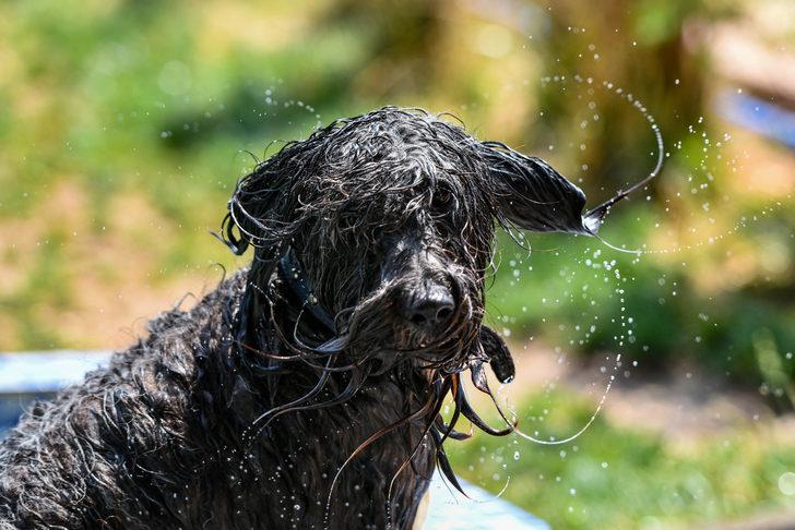 Sıcaktan bunalan pet otel sakinleri soluğu havuzlarda alıyor G2
