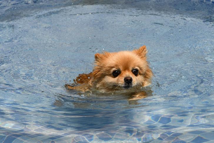 Sıcaktan bunalan pet otel sakinleri soluğu havuzlarda alıyor G4