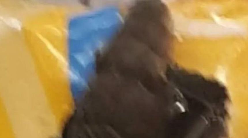 Markette skandal! Raflarda fare dışkısı ve yılan... Cips paketinden de fare ölüsü çıktı