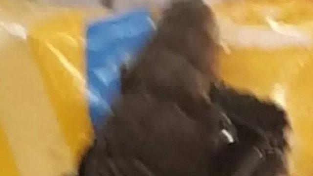 Markette skandal! Raflarda fare dışkısı ve yılan... Cips paketinden de fare ölüsü çıktı