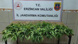 Erzincan'da bahçelerinde Hint keneviri yetiştiren iki şüpheli hakkında işlem başlatıldı