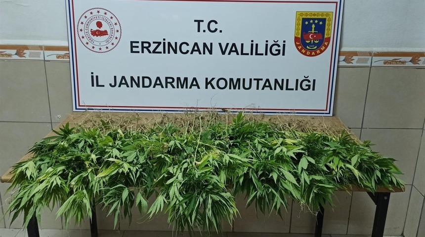 Erzincan'da bahçelerinde Hint keneviri yetiştiren iki şüpheli hakkında işlem başlatıldı