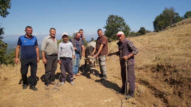 Kurban Bayramı'nda kaçtıktan 25 gün sonra yakalanan ineği "Ahbap" satın aldı G3