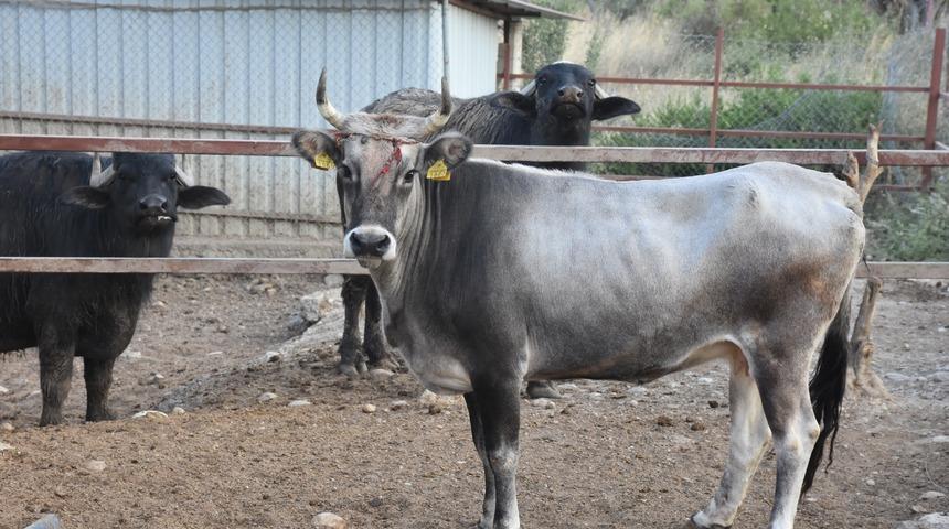 Ahbap Derneğinin sahiplendiği boğa İzmir'e getirildi
