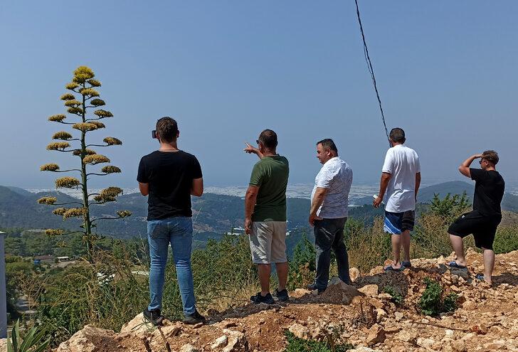 Antalya'da 30 yıl önce süs için dikilen Agave bitkisi çiçek açtı G1