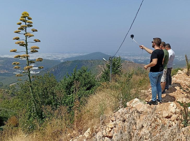 Antalya'da 30 yıl önce süs için dikilen Agave bitkisi çiçek açtı G2