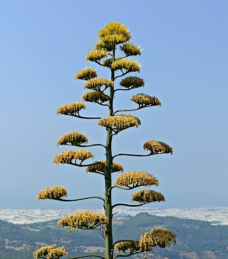 Antalya'da 30 yıl önce süs için dikilen Agave bitkisi çiçek açtı G3