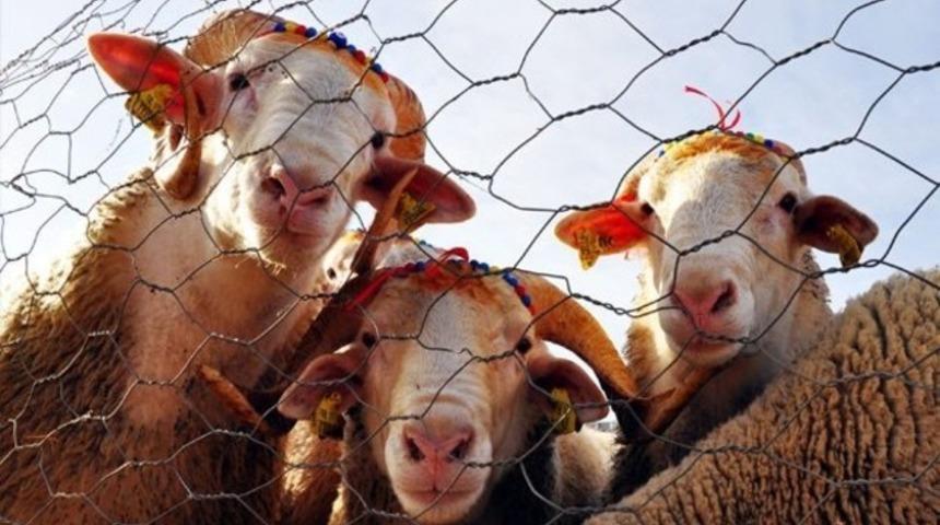 Gülen Cemaati'ne deri yasağı