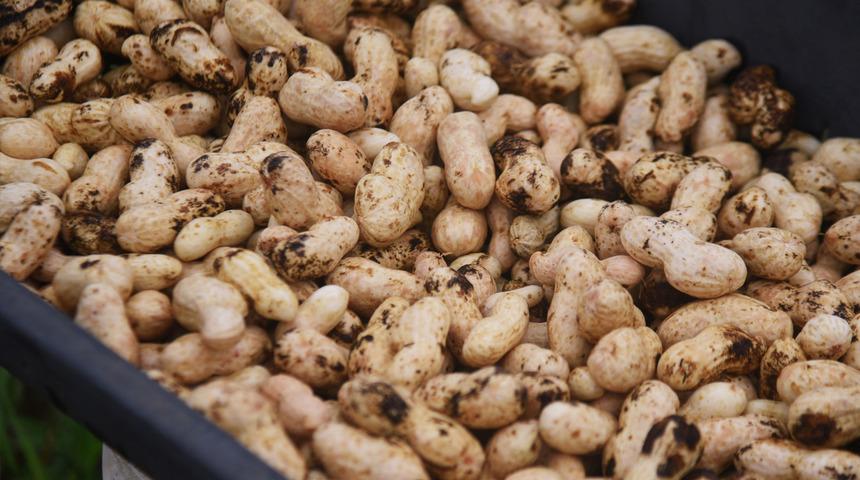 İştahı bastırır, göbek yağını eritir, iç organlardaki yağları parçalar... Her gün bir avuç tüketin