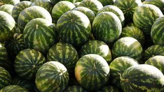 Tekirdağ'da Ferhadanlı Karpuz Şenliği düzenlendi