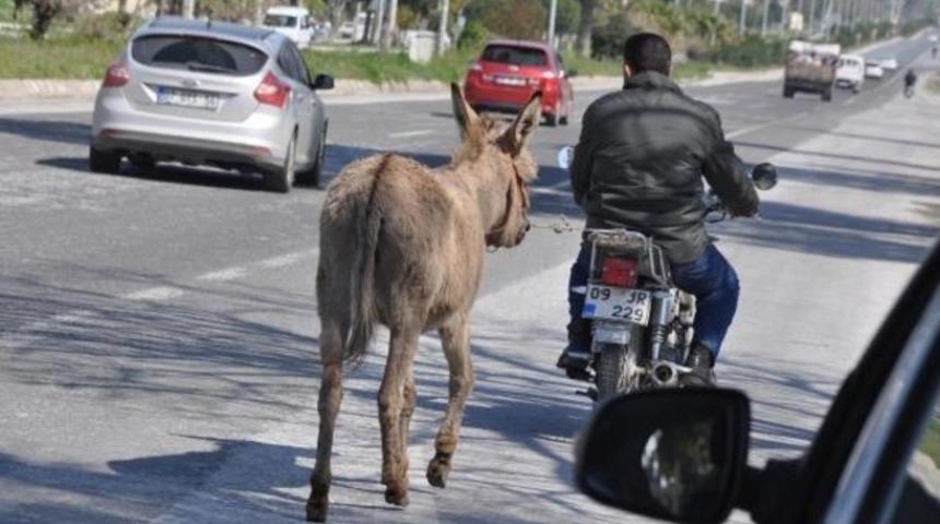 Karayolunda eşeğe eziyet cezasız kalmadı