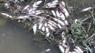 Alibeyköy Deresi'nde toplu balık ölümleri şoka uğrattı! 'Buradan balık yenmez artık'