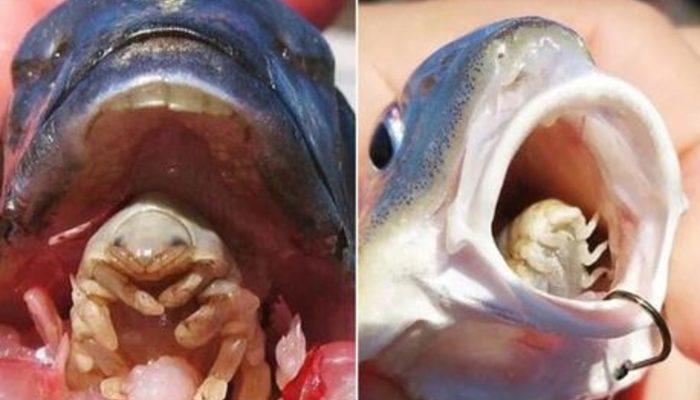 Görenler bir anlam veremedi! Balığın dilini yiyip yerine geçen parazitin görüntüsü sosyal medyayı karıştırdı