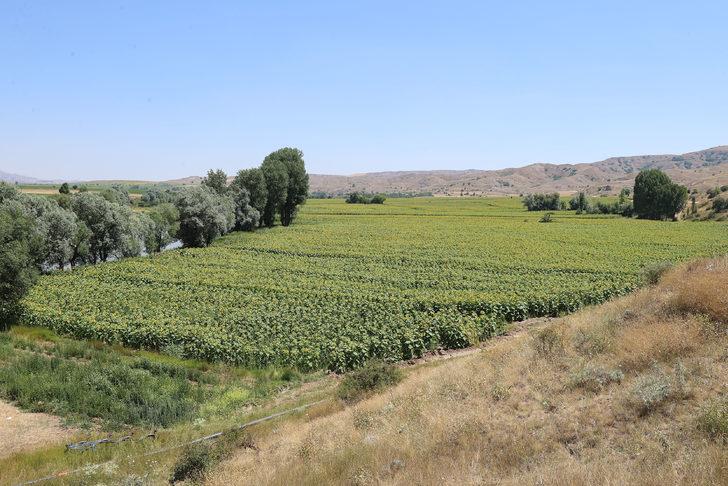 Sivas'ta ayçiçeği ekim alanı arttı G2