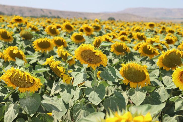 Sivas'ta ayçiçeği ekim alanı arttı G3